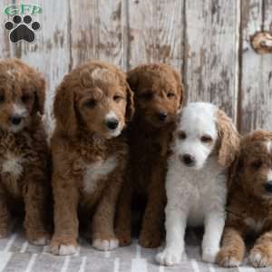 Emmi, Mini Goldendoodle Puppy